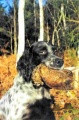 Setter Anglais MAGIC DU DOME ETOILE Setter Anglais MAGIC DU DOME ETOILE
